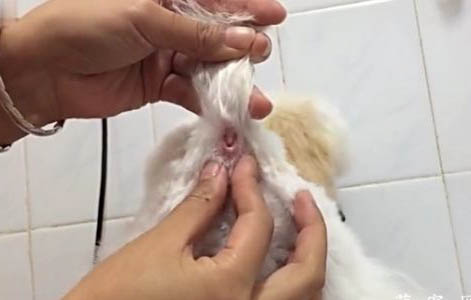 狗狗吃盐会有什么后果啊