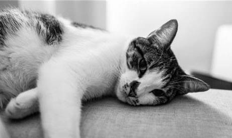 怎样样护理猫咪得胰腺炎