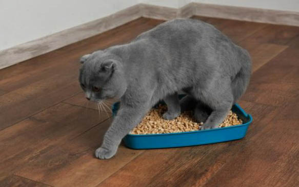 美短小猫多少钱一只