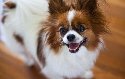 蝴蝶犬为何变得不常见?