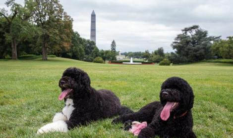 葡萄牙水犬太瘦原因及处理方法