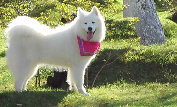 狗狗有必要吃化毛膏吗
