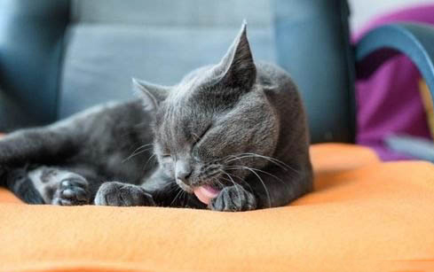 小猫多大会用猫砂盆