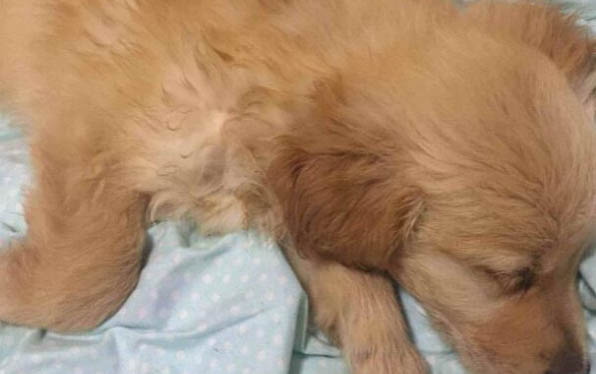 比利时玛利诺犬怎么戴项圈