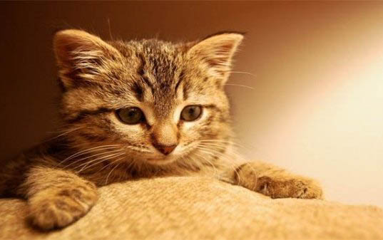 宠物猫尿血是什么问题啊