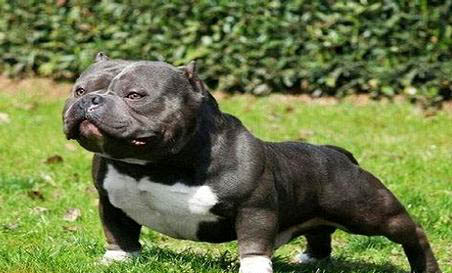 恶霸犬为什么不叫
