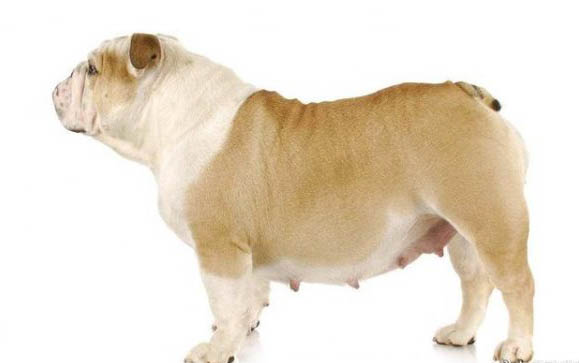 狗狗犬瘟多久能痊愈