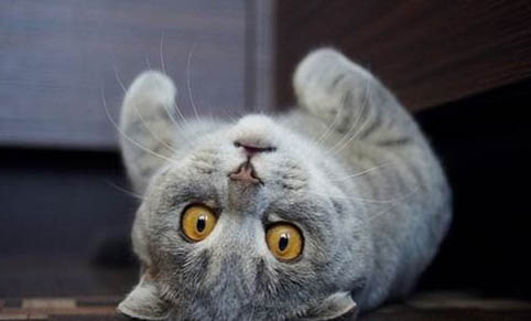 折耳蓝猫能活多久