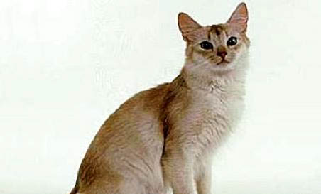索马里猫太瘦了的原因及处理方法