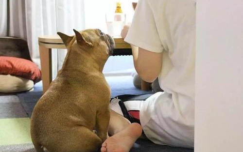 两个月小狗体外驱虫用什么好