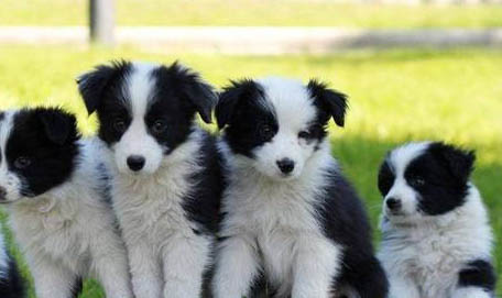 边境牧羊犬如何养