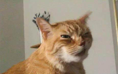 怎么判断是不是猫瘟