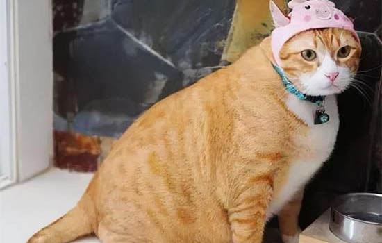 给宠物猫洗澡步骤及注意事项