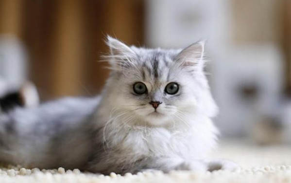猫咪可以吃红薯吗