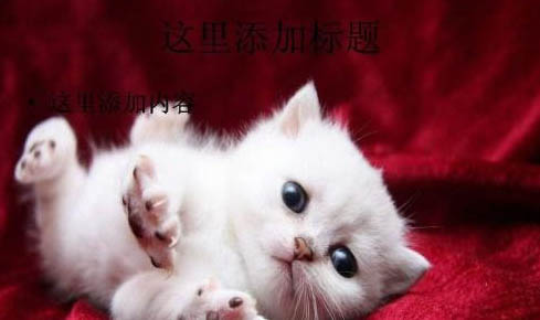 为什么猫咪白天晚上老叫