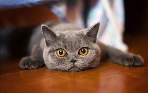 猫得了猫瘟能活多久