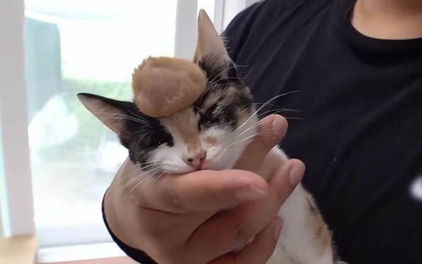 猫咪可以吃鸡肉吗 煮熟的