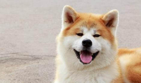 狗狗如何防止犬传染性肝炎