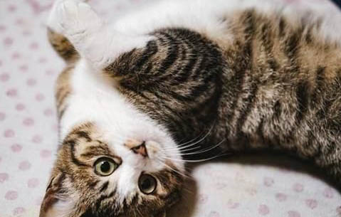 土猫不打疫苗会怎么样