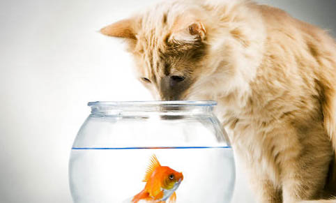 猫咪突然一直打喷嚏的原因及处理方法