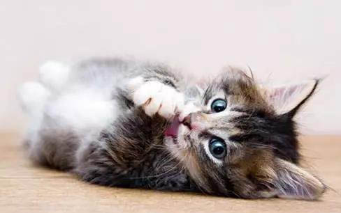 猫咪为什么会有黑下巴现象的原因