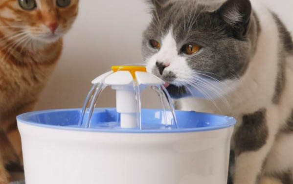 三个月的猫可以用牵引绳吗
