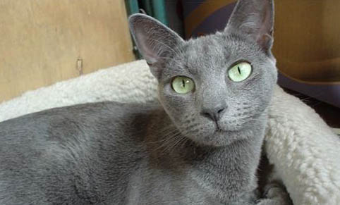 猫咪挨打了就乖乖睡觉了?