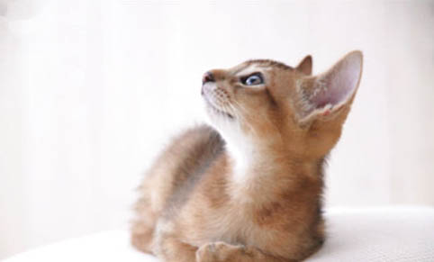 阿比西尼亚猫好养吗