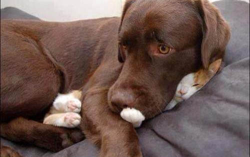 猫羊水破了最晚多久生算正常
