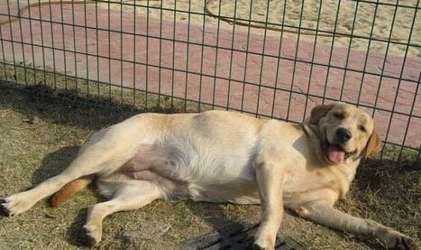 母犬下奶后多久恢复