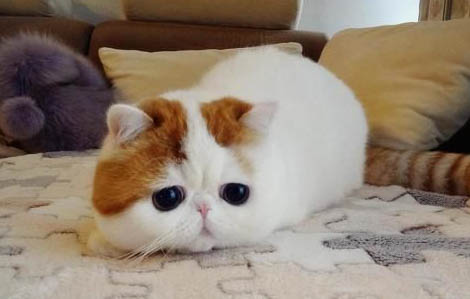 2个多月猫可以经常抱吗
