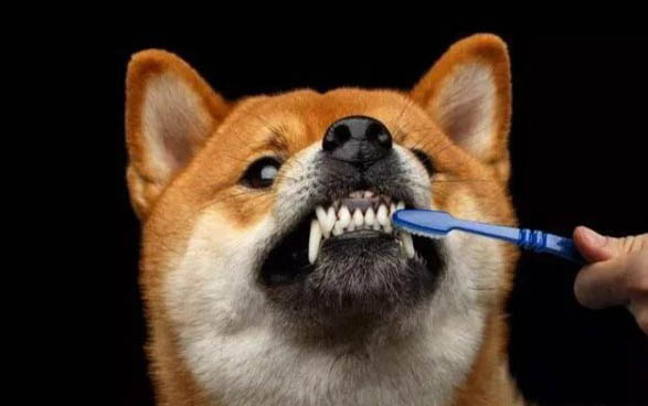 狗狗一到晚上就舔身上