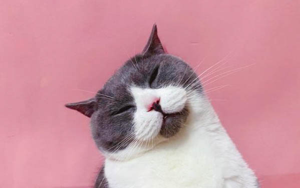 小猫睁眼需要多少天
