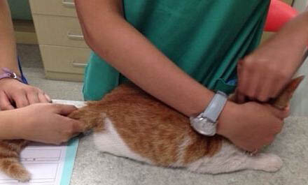捡的流浪猫带回家养注意事项