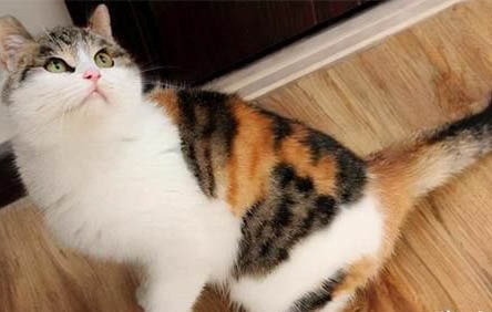 为什么没人养三花猫