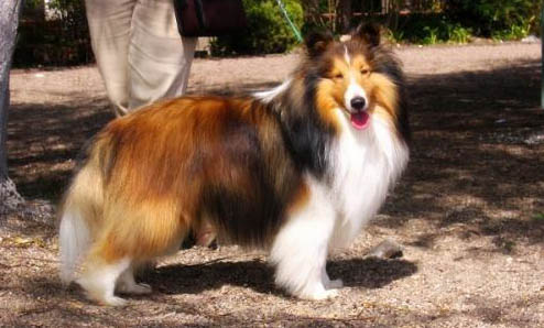 苏格兰牧羊犬怎么样饲养好