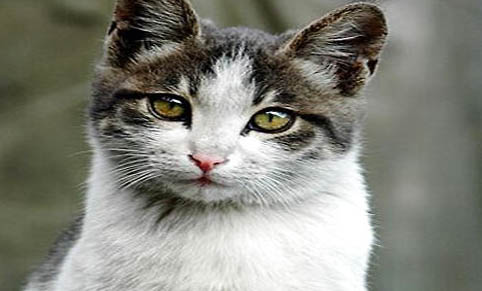 如何发现猫咪吃完狗粮吐了呢