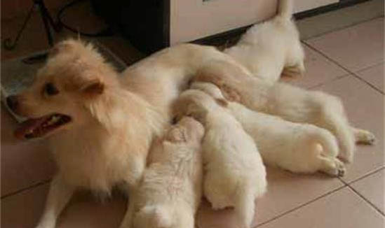 母犬挠地怎么回事