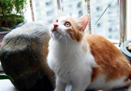 土耳其安哥拉猫粘人程度如何