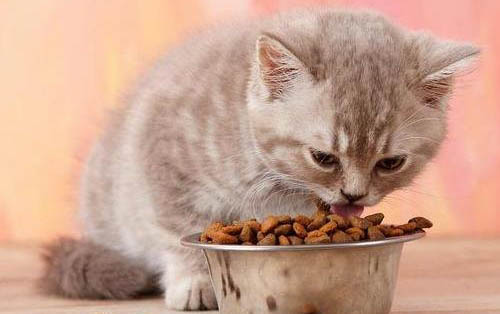 猫不爱吃罐头怎么引导