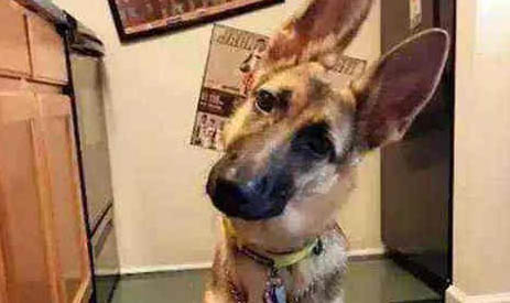 德国牧羊犬老喝水的原因及处理方法