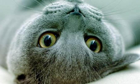 猫牙龈红肿口臭怎么办