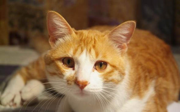 多久帮小猫排便一次比较好