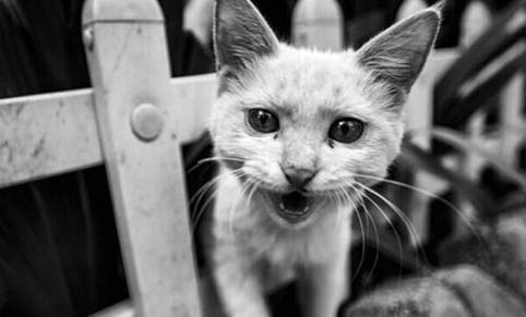 猫咪喝完水咳嗽的原因及处理方法