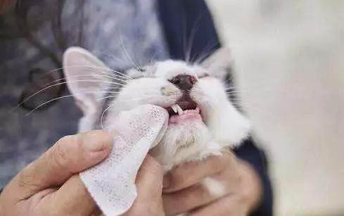 猫咪发出怪声像喉咙被卡住