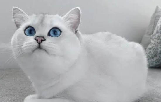 猫吃了驱虫药吐黄水死了,原因是什么?