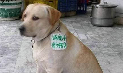 狗狗起癣掉毛用什么药
