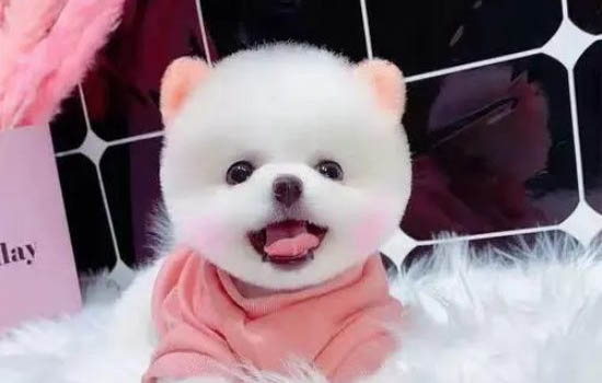 狗狗身上长疙瘩结痂是怎么回事