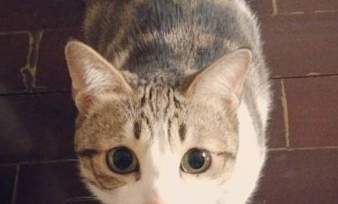 猫咪突然一只眼睛流眼泪睁不开是怎么回事