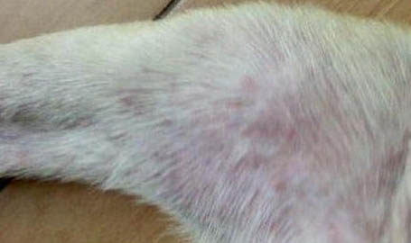 腊肠狗价格腊肠狗的价格